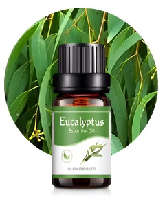 Eucalyptus